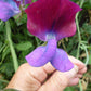 Lathyrus Odoratus - Cupani Grow Organic