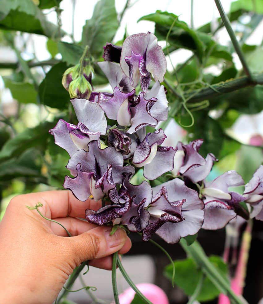 Lathyrus Odoratus - Nimbus Grow Organic