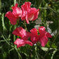 Lathyrus Odoratus - Watermelon Grow Organic