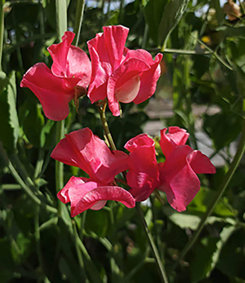 Lathyrus Odoratus - Watermelon Grow Organic