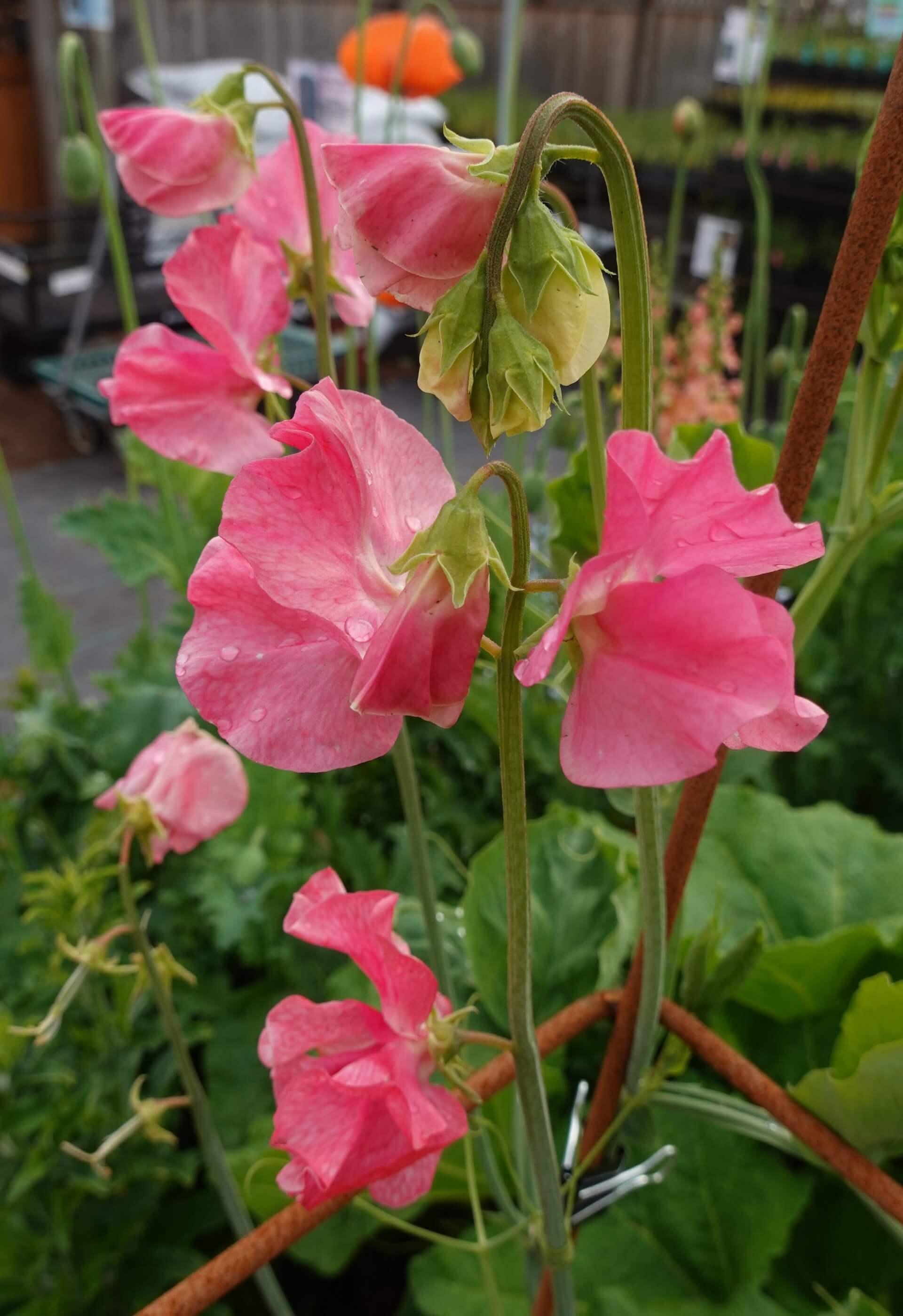 Lathyrus Odoratus - Watermelon Grow Organic
