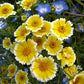 Layia Platyglossa - Tidy Tips Grow Organic