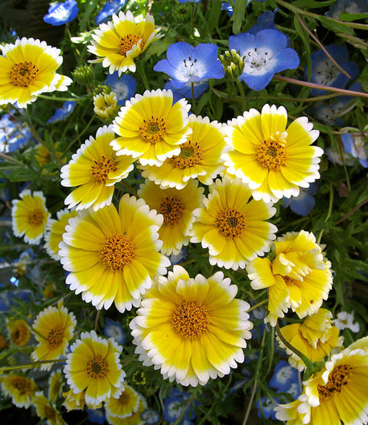 Layia Platyglossa - Tidy Tips Grow Organic