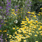 Layia Platyglossa - Tidy Tips Grow Organic