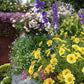 Layia Platyglossa - Tidy Tips Grow Organic