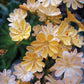 Lewisia Longipetala - Little Peach Grow Organic