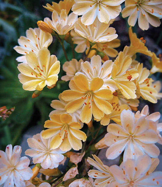 Lewisia Longipetala - Little Peach Grow Organic