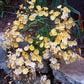 Lewisia Longipetala - Little Peach Grow Organic