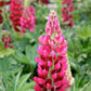 Lupinus Regalis - Morello Cherry Grow Organic