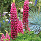 Lupinus Regalis - Morello Cherry Grow Organic