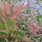 Melinus Nerviglumis - Ruby Grass Grow Organic