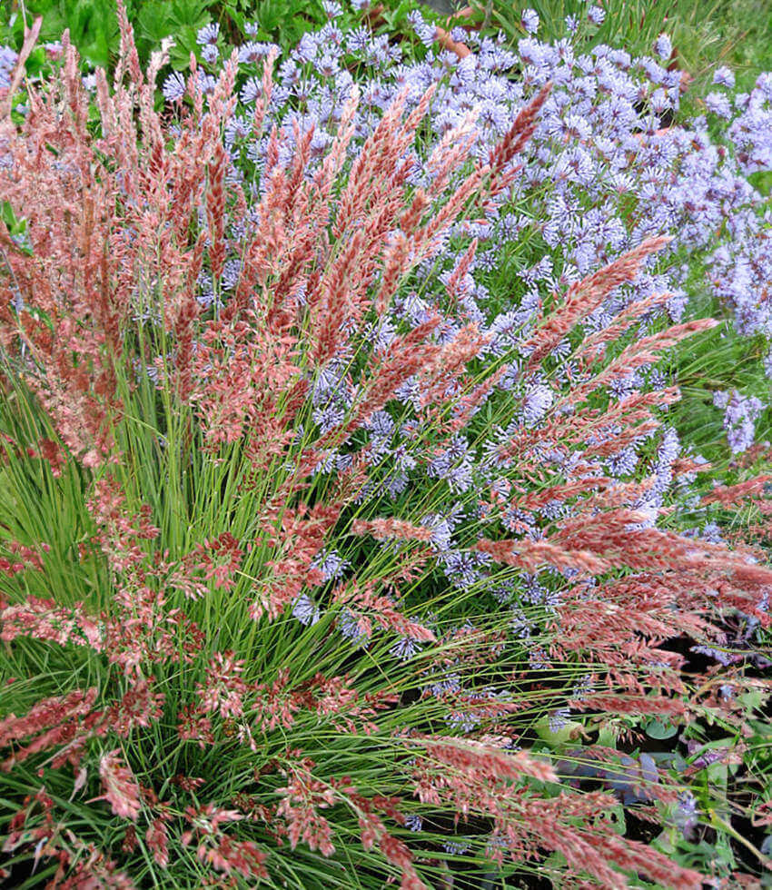 Melinus Nerviglumis - Ruby Grass Grow Organic
