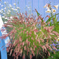 Melinus Nerviglumis - Ruby Grass Grow Organic