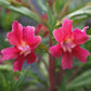 Mimulus Aurantiacus - Cherry Grow Organic