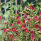 Mimulus Aurantiacus - Cherry Grow Organic