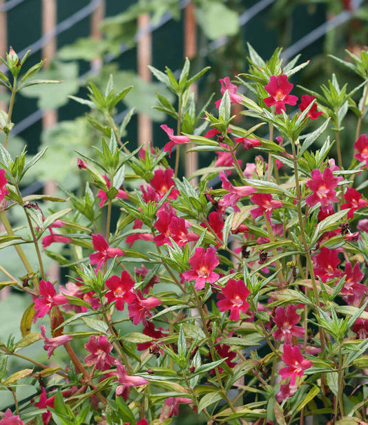 Mimulus Aurantiacus - Cherry Grow Organic