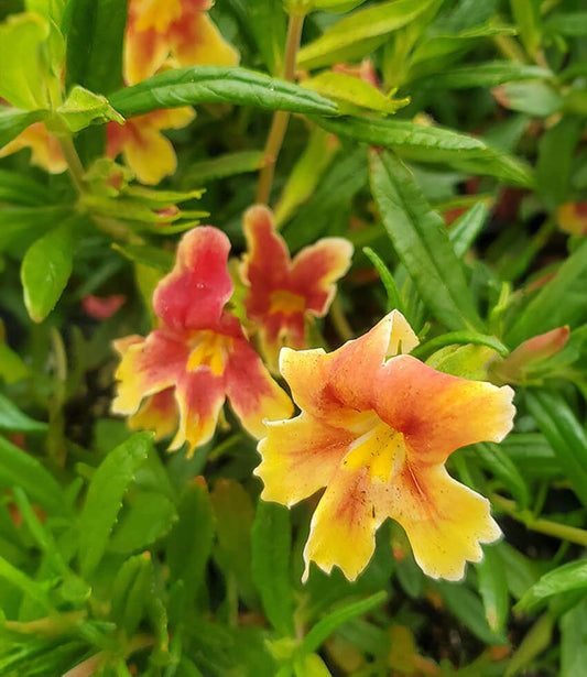 Mimulus - Changeling Grow Organic