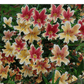 Mimulus - Changeling Grow Organic