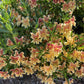 Mimulus - Changeling Grow Organic