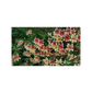 Mimulus - Changeling Grow Organic
