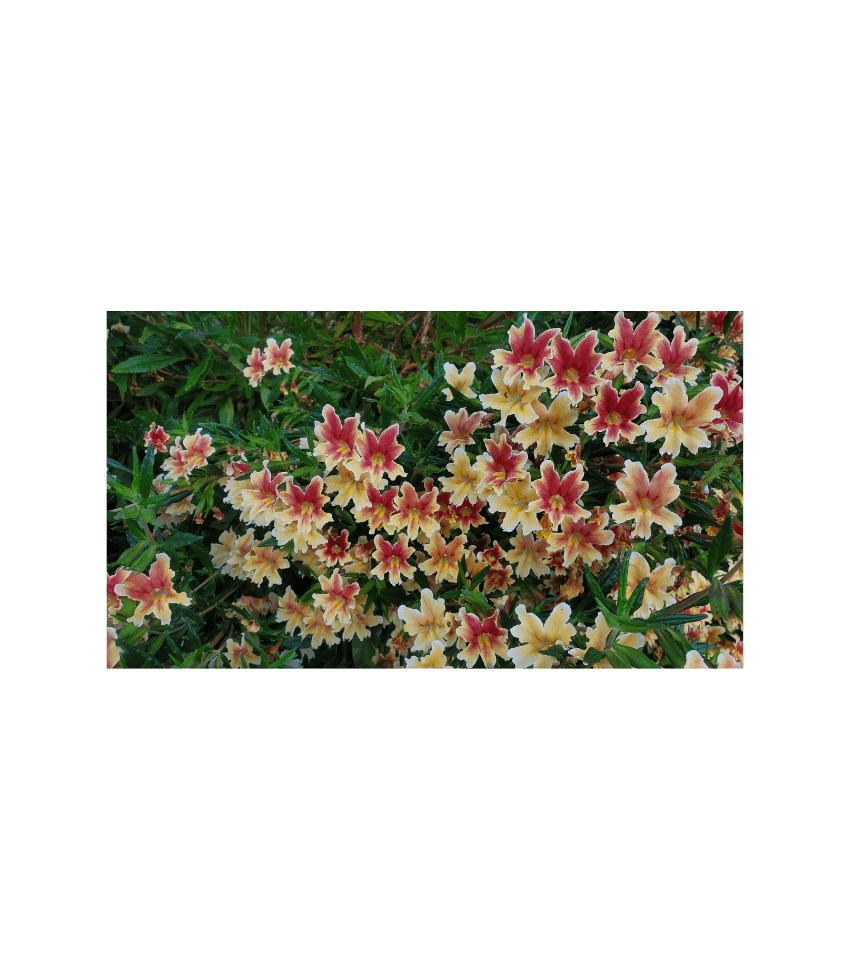 Mimulus - Changeling Grow Organic