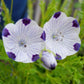 Nemophila Maculata - Baby Five Spot Grow Organic