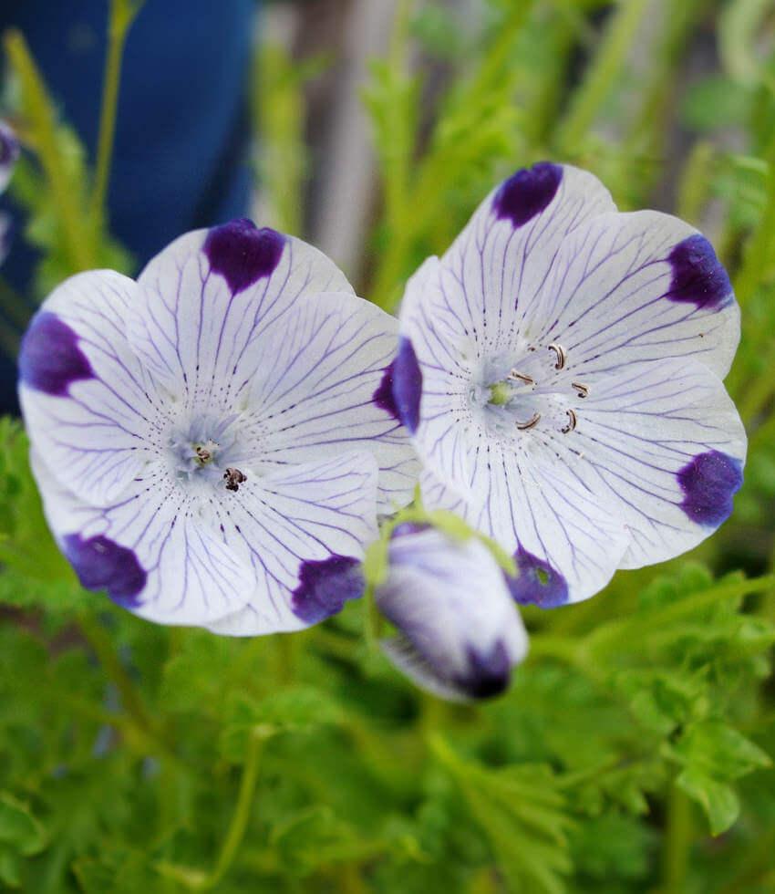 Nemophila Maculata - Baby Five Spot Grow Organic