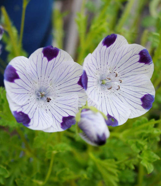 Nemophila Maculata - Baby Five Spot Grow Organic