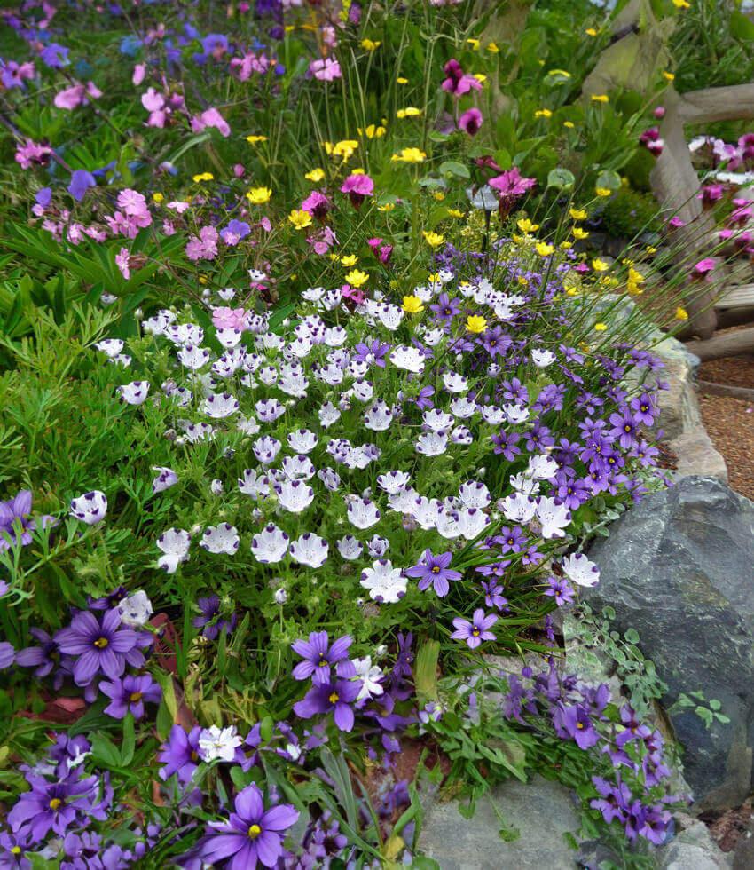 Nemophila Maculata - Baby Five Spot Grow Organic