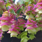 Origanum - Barbara Tingey Grow Organic