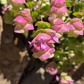 Origanum - Barbara Tingey Grow Organic