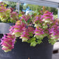 Origanum - Barbara Tingey Grow Organic