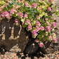 Origanum - Barbara Tingey Grow Organic