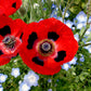 Papaver Commutatum - Ladybird Grow Organic