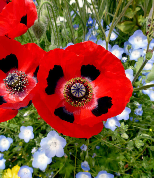 Papaver Commutatum - Ladybird Grow Organic