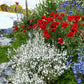 Papaver Commutatum - Ladybird Grow Organic