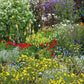 Papaver Commutatum - Ladybird Grow Organic