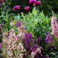 Papaver Hybridum - Lauren's Grape Grow Organic