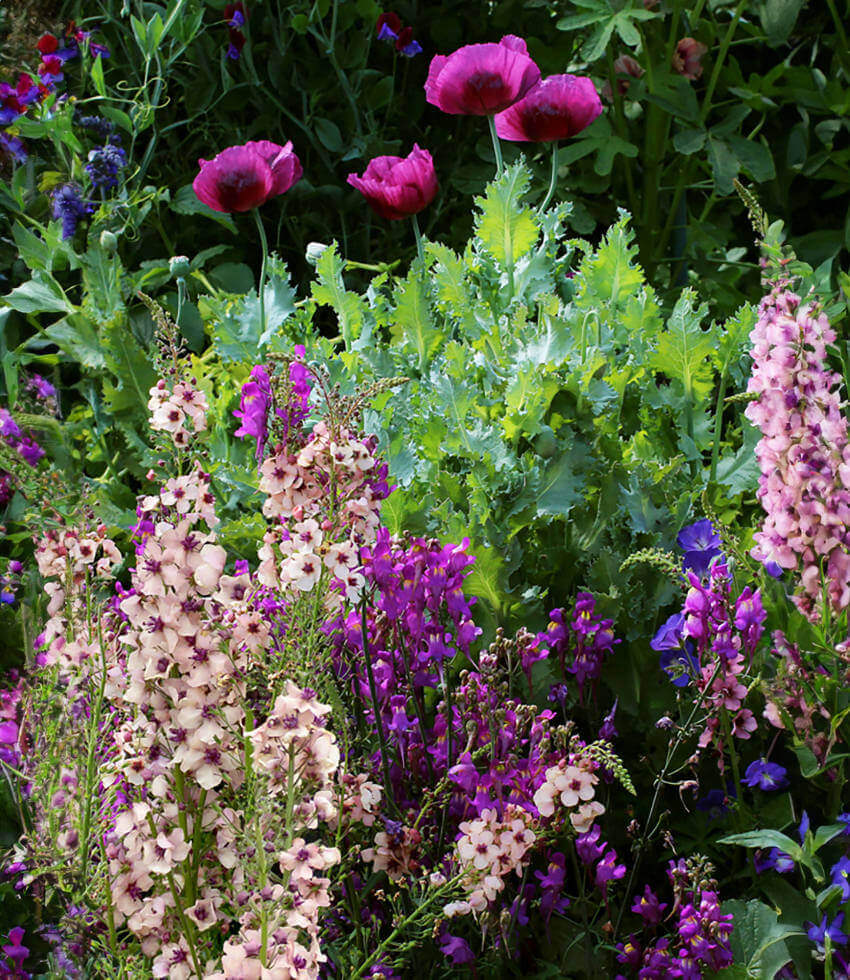 Papaver Hybridum - Lauren's Grape Grow Organic