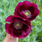 Papaver Hybridum - Lauren's Grape Grow Organic