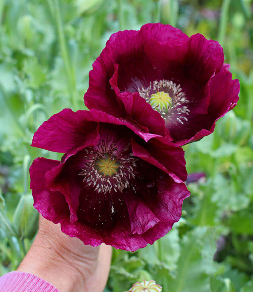 Papaver Hybridum - Lauren's Grape Grow Organic
