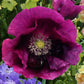 Papaver Hybridum - Lauren's Grape Grow Organic