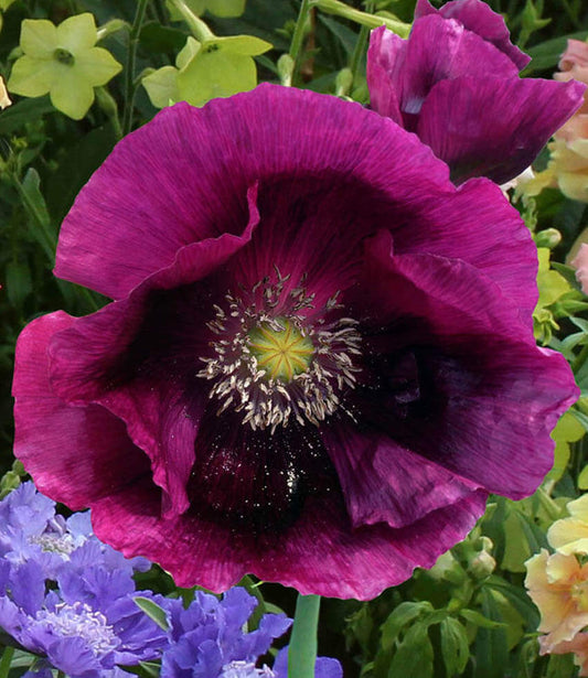 Papaver Hybridum - Lauren's Grape Grow Organic