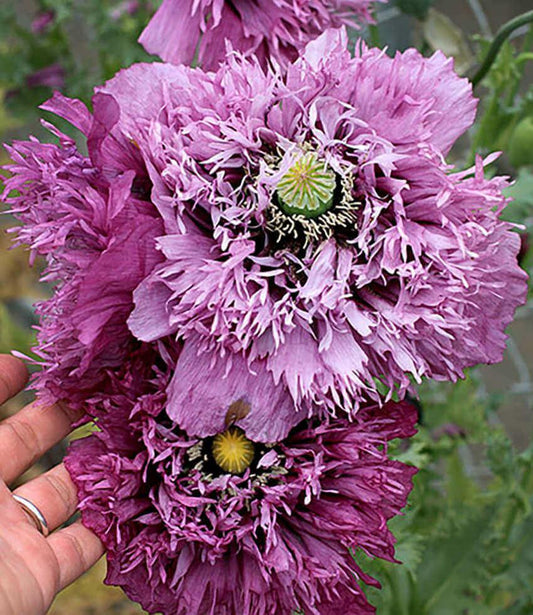 Papaver Hybridum - Sugar Plum Grow Organic
