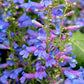 Penstemon Heterophyllus - Blue Springs Foothill Penstemon Grow Organic