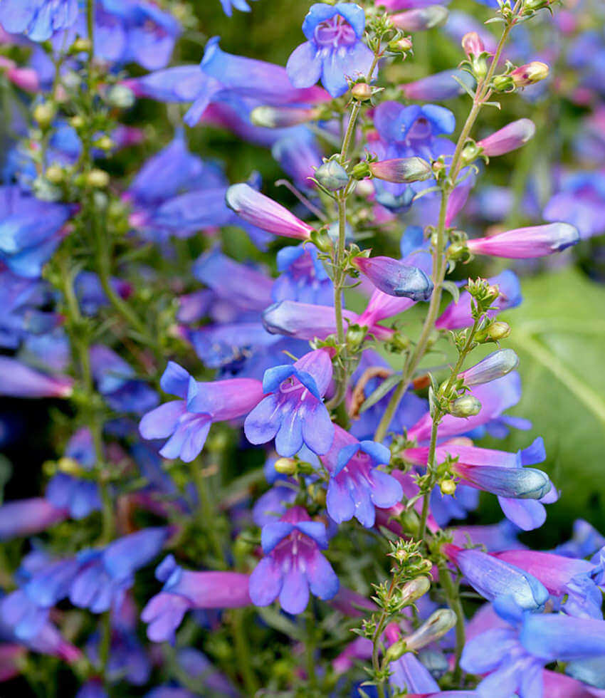 Penstemon Heterophyllus - Blue Springs Foothill Penstemon Grow Organic