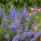 Penstemon Heterophyllus - Blue Springs Foothill Penstemon Grow Organic