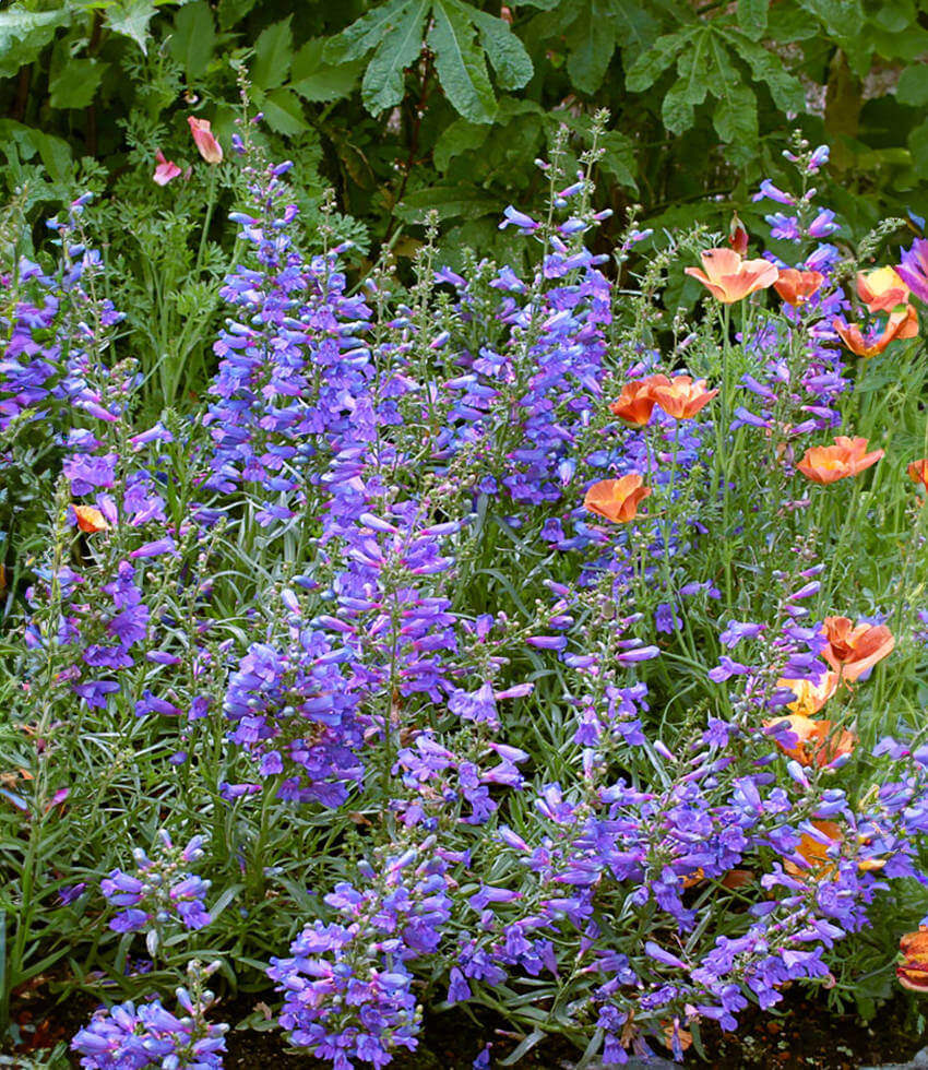 Penstemon Heterophyllus - Blue Springs Foothill Penstemon Grow Organic