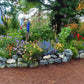Penstemon Heterophyllus - Blue Springs Foothill Penstemon Grow Organic