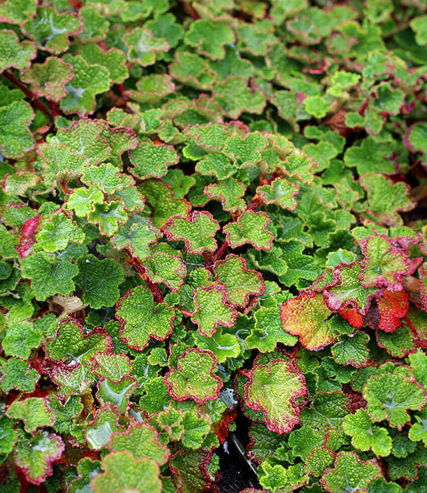 Rubus Calycinoides - Creeping Bramble Grow Organic